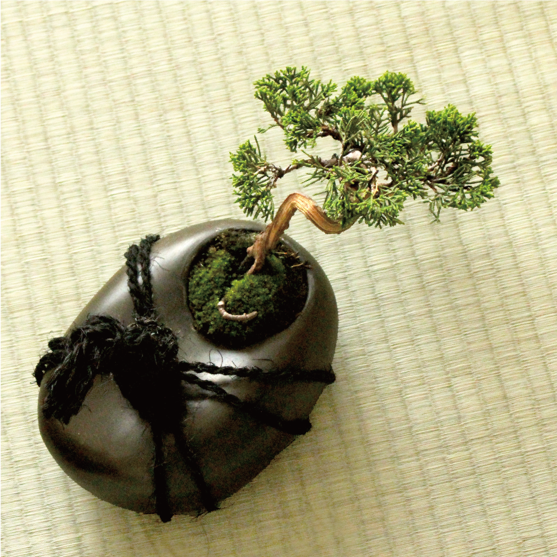 Special Edition】tomeishi+盆栽 真柏 半懸崖 – izo Japan Special Edition】tomeishi+盆栽 真柏 半懸崖 – izo Japan