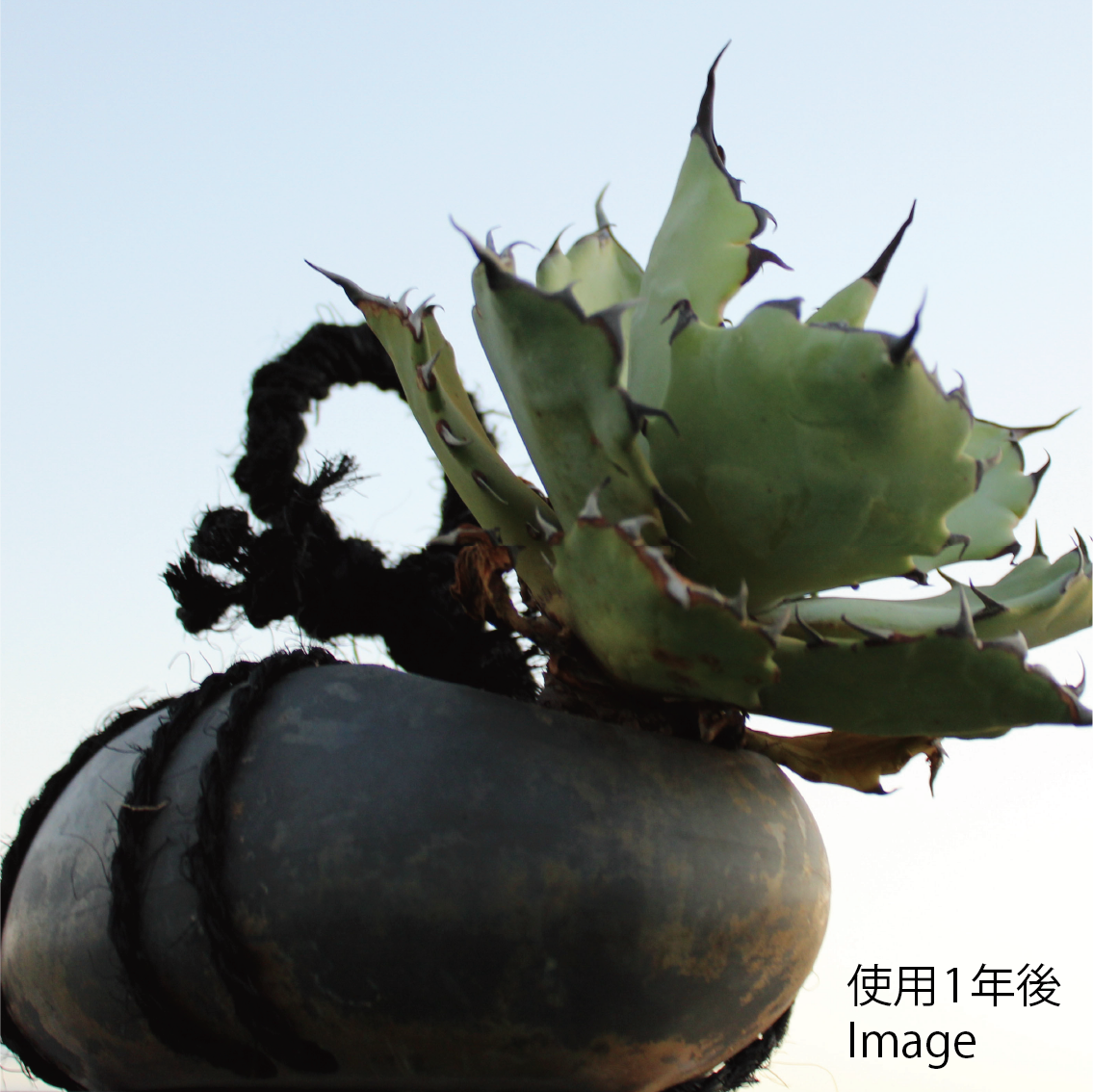 plant pot 'tomeishi'