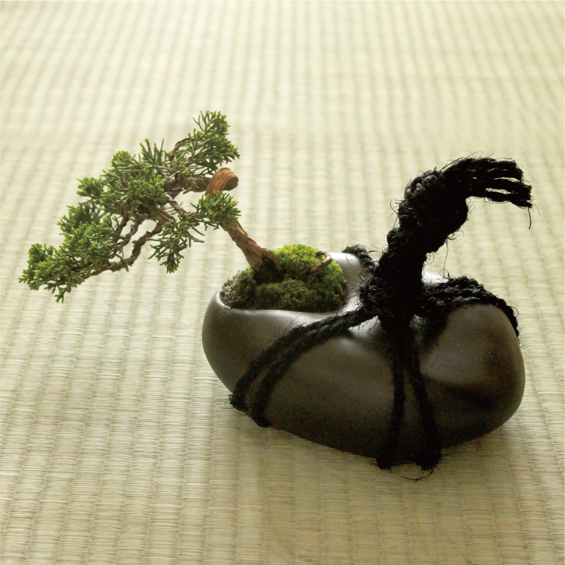 【Special Edition】tomeishi+盆栽 真柏 半懸崖