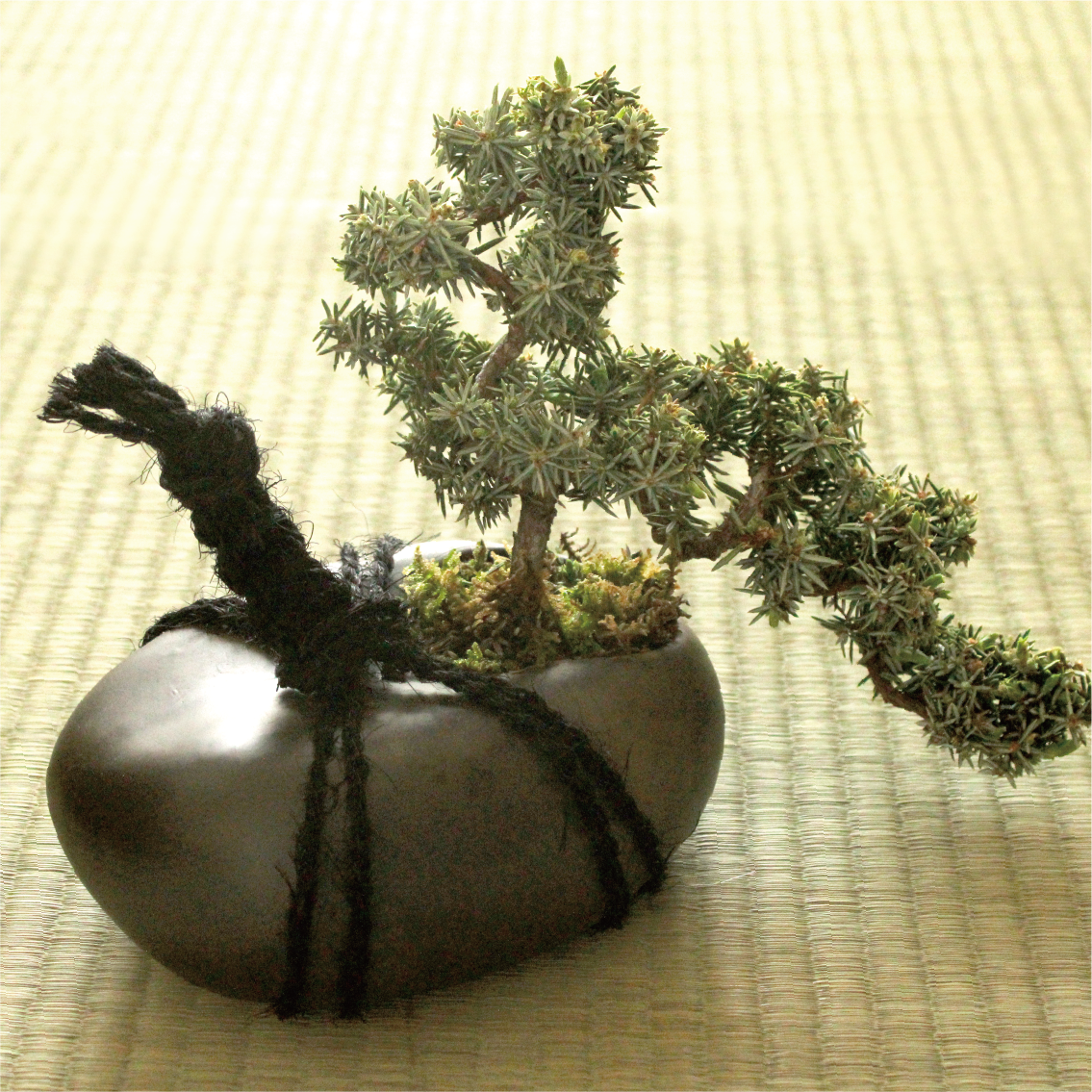 【Special Edition】tomeishi+盆栽 白鵬杜松 懸崖